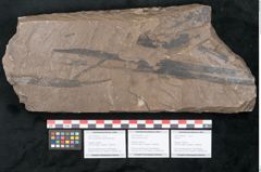 Foto (Objekt + Etikett) von Quercus pseudolonchitis Ettingshausen (NHMW-GEO-2024-0188-8056a)